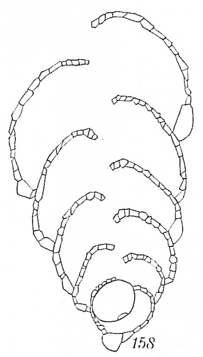 Textularia contorta Textularia contorta