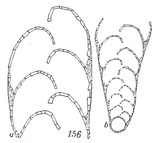 Textularia gracillima