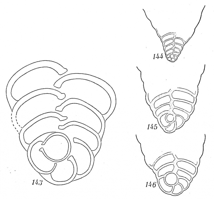 Textularia sagittula Textularia sagittula
