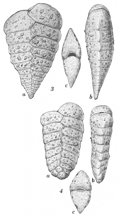 Textularia sagittula Textularia sagittula