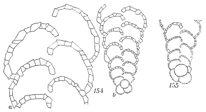 Textularia tenuissima