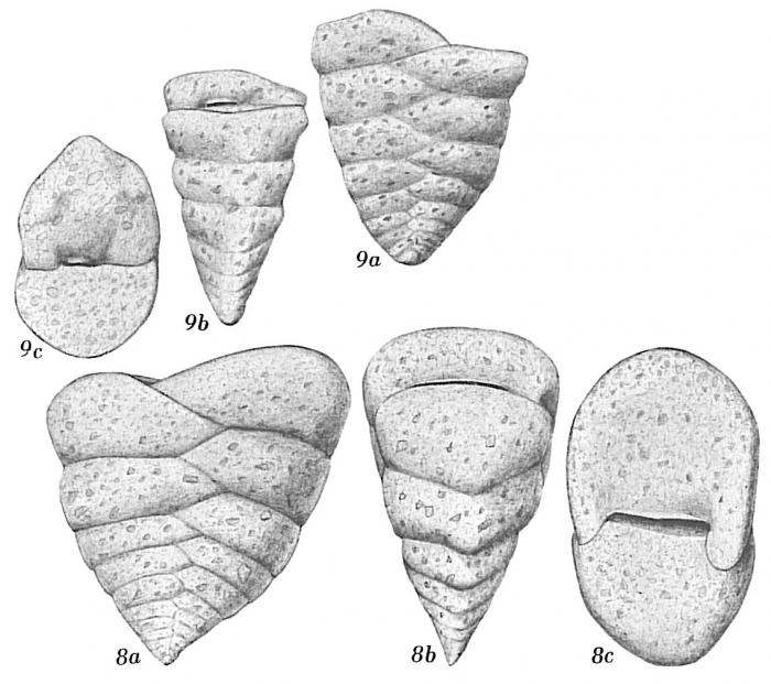 Textularia truncata Textularia truncata