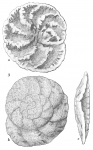 Trochammina (Remaneica) helgolandica