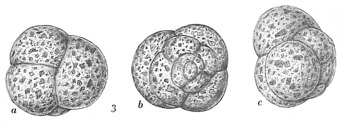 Trochammina globigeriniformis pygmaea Trochammina globigeriniformis pygmaea
