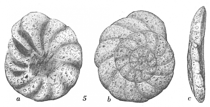 Trochammina multiloculata