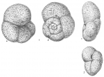 Chromista - Foraminifera (foraminifers)