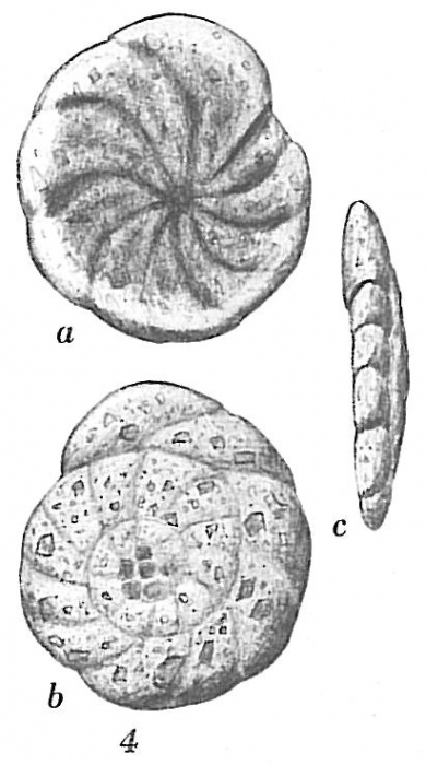 Trochammina stellata Trochammina stellata