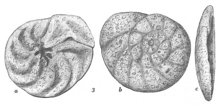 Trochammina stellata Trochammina stellata