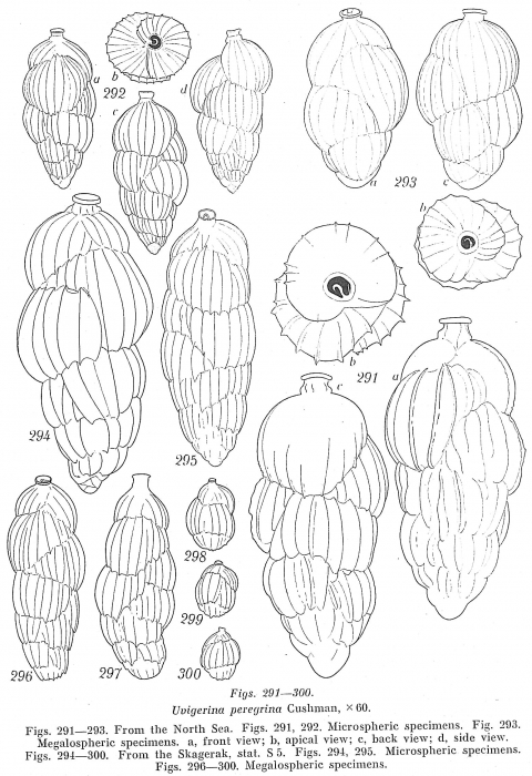 Uvigerina peregrina Uvigerina peregrina