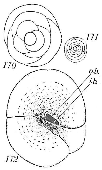 Valvulina conica