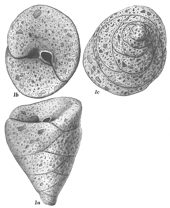 Valvulina conica