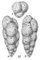 Chromista - Foraminifera (foraminifers)