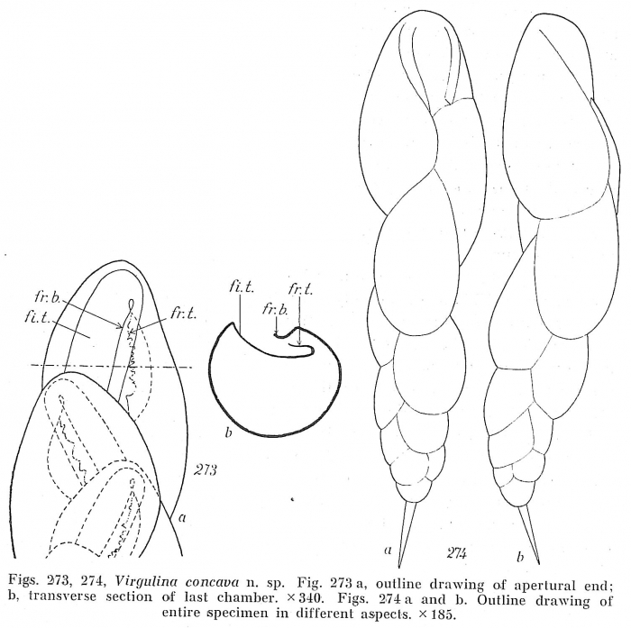 Virgulina concava Virgulina concava