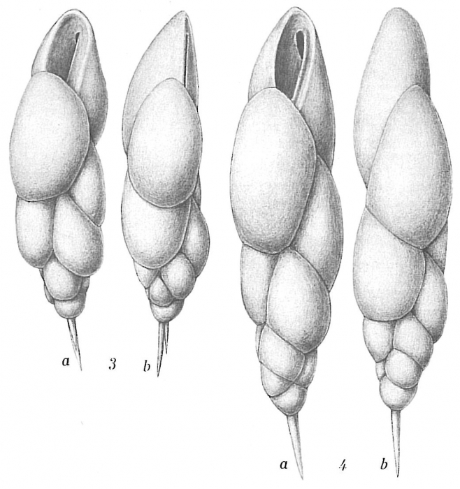 Virgulina concava Virgulina concava