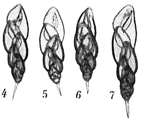 Virgulina concava Virgulina concava