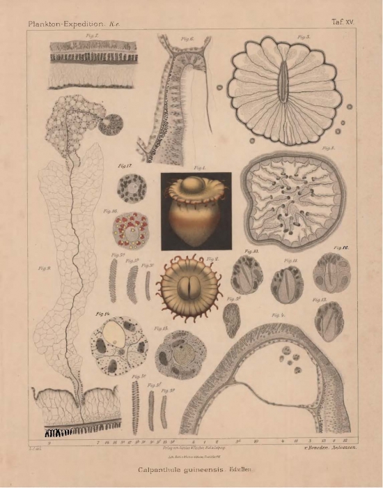 Van Beneden (1897, pl. 15) Van Beneden (1897, pl. 15)