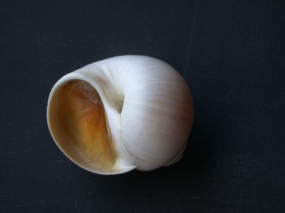 Picture of Polinices (Lunatia) catena (da Costa, 1778) Picture of Polinices (Lunatia) catena (da Costa, 1778)