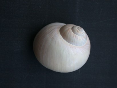 Picture of Polinices (Lunatia) catena (da Costa, 1778) Picture of Polinices (Lunatia) catena (da Costa, 1778)