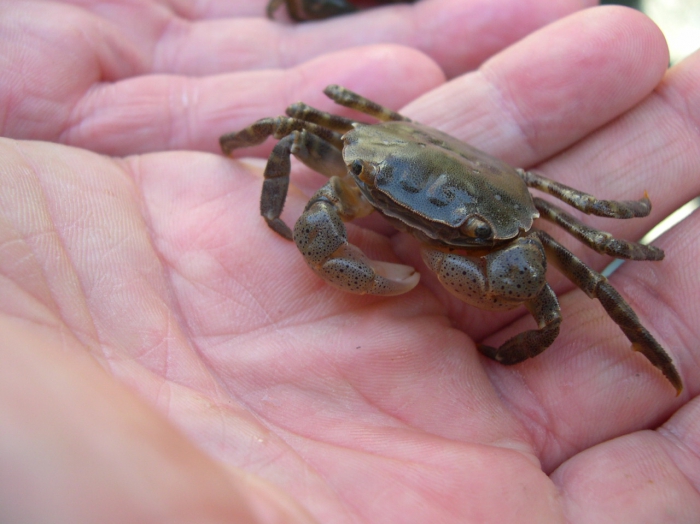 Japanese shore crab - Hemigrapsus sanguineus