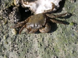 Brush-clawed shore crab - Hemigrapsus takanoi, author: Nuyttens, Filip