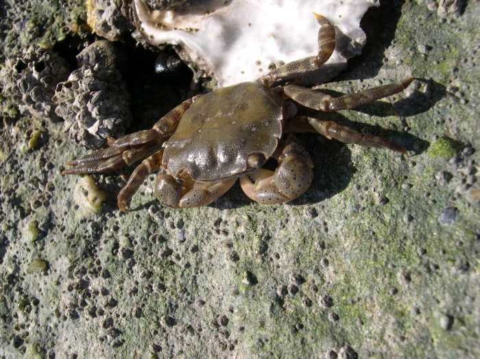 Brush-clawed shore crab - Hemigrapsus takanoi