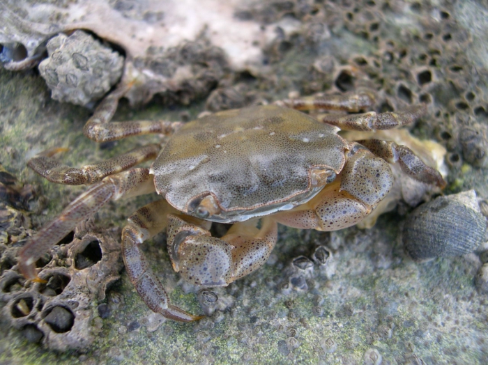 Brush-clawed shore crab - Hemigrapsus takanoi