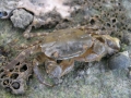 Crustacea (crustaceans)