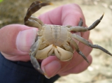 Japanese shore crab - Hemigrapsus sanguineus, author: Nuyttens, Filip