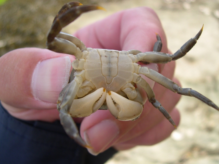 Japanese shore crab - Hemigrapsus sanguineus