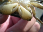 Brush-clawed shore crab - Hemigrapsus takanoi