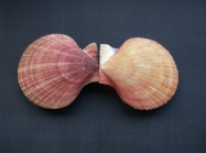 Picture of Chlamys islandica (Mler O.F., 1776)