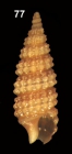 Cerithiopsis tarruellasi Peas & Roln, 2006