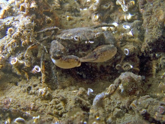 Rhithropanopeus harrisii Rhithropanopeus harrisii