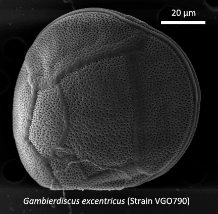 Gambierdiscus excentricus Gambierdiscus excentricus