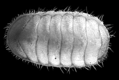 Holotype of L. muelleri Sirenko & Schwabe, 2011