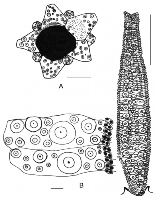 Cuscuzispina riachuelensis