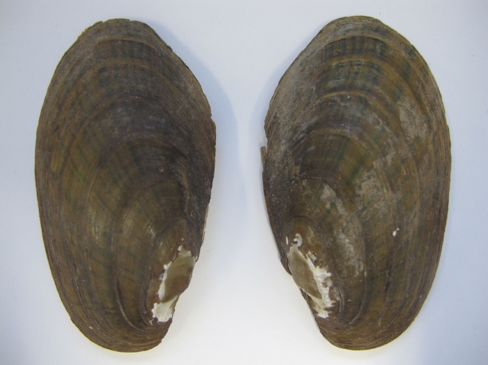 Lampsilis radiata Lampsilis radiata