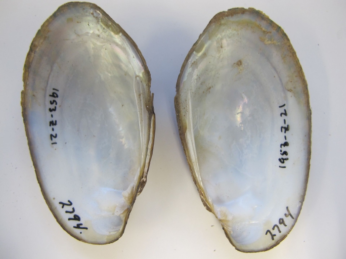 Lampsilis radiata Lampsilis radiata