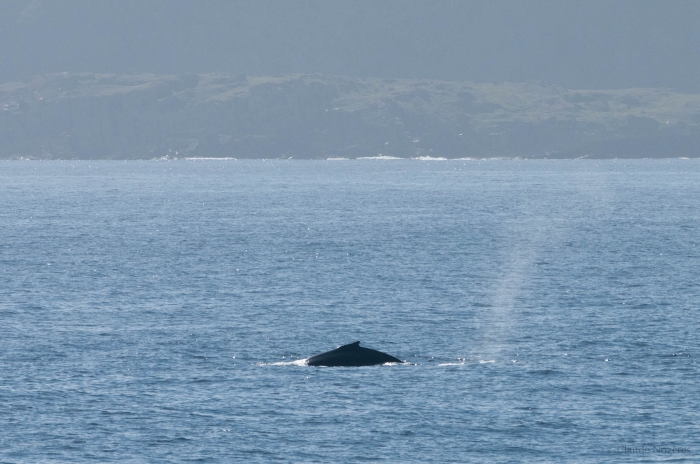 Humpback whale - dorsal fin