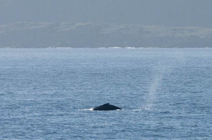 Humpback whale - dorsal fin Humpback whale - dorsal fin