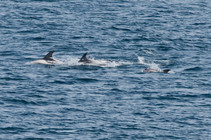 White-beaked dolphins