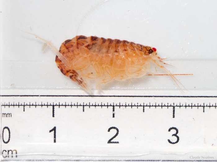 Oediceros saginatus - amphipod