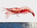 Crustacea (crustaceans)