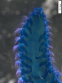 Polychaeta (bristle worms)