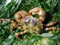 Crustacea (crustaceans)