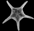 Echinodermata (echinoderms)