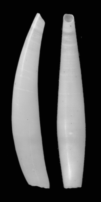 Gadila celtica Scarabino & Scarabino, 2011. Holotype MNHN 24338 Gadila celtica Scarabino & Scarabino, 2011. Holotype MNHN 24338