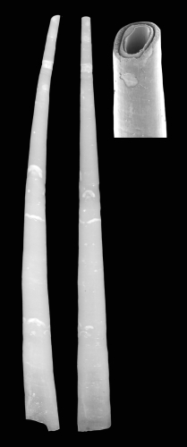 Laevidentalium abyplaine Scarabino & Scarabino, 2011. Holotype MNHN 24331