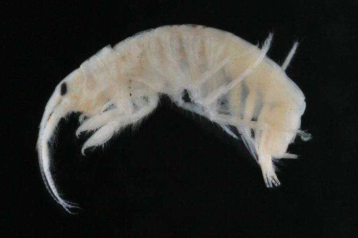 Gammarus tigrinus Gammarus tigrinus