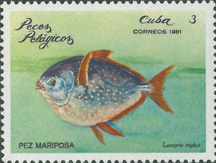 Lampris regius Lampris regius